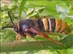 0371 (52.003) Lunar Hornet Moth